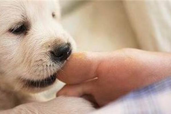 梦见狗咬脚是什么意思