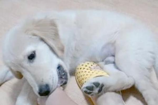 梦见狗咬手 梦见狗咬手