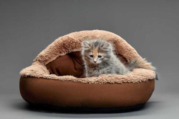 梦见狗咬自己财运怎么样