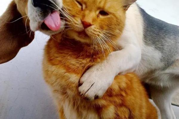 梦见猫咪和自己很亲热 梦见猫咪和自己很亲热