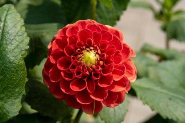 欣欣向荣指什么生肖(欣欣向荣指什么生肖是什么动物) 欣欣向荣指什么生肖(欣欣向荣指什么生肖是什么动物)