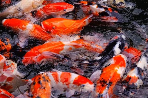 梦见自己钓了好多鱼是什么预兆