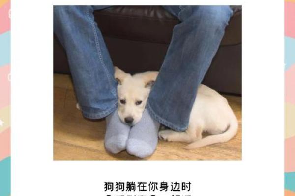 属狗男离不开的女人_属狗男离不开的女人会怎么样 属狗男离不开的女人_属狗男离不开的女人会怎么样