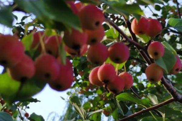 “美景佳人夕阳红”是什么生肖动物,美景佳人夕阳红代表什么生肖答案解释释义落实 “美景佳人夕阳红”是什么生肖动物,美景佳人夕阳红代表什么生肖答案解释释义落实