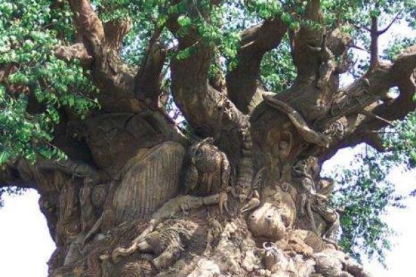 “树大根深”打一最佳准确生肖，树大根深打一最佳生肖答案解释释义落实