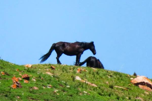 “一马独行三军随”打一个生肖动物,一马独行三军随是指什么生肖答案解释释义落实 “一马独行三军随”打一个生肖动物,一马独行三军随是指什么生肖答案解释释义落实