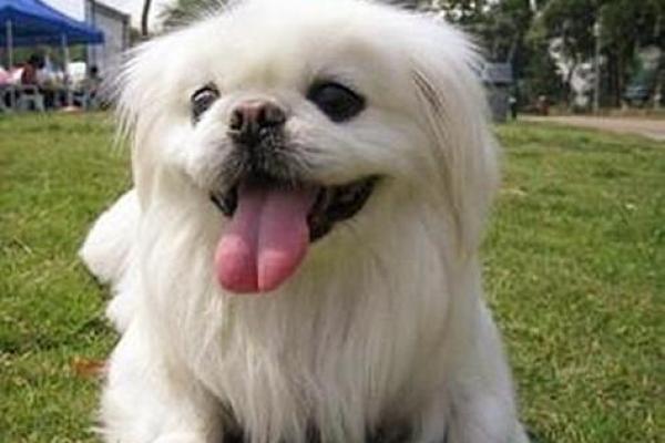 梦见可爱的小狗