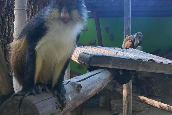 走马观花打一准确生肖 走马观花打一准确生肖