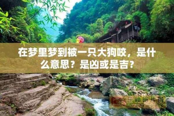 梦到狗追咬是什么意思