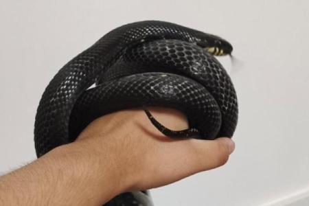 梦到黑色的蛇预示着什么意思