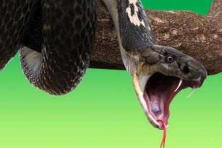 睡觉梦到蛇是什么意思