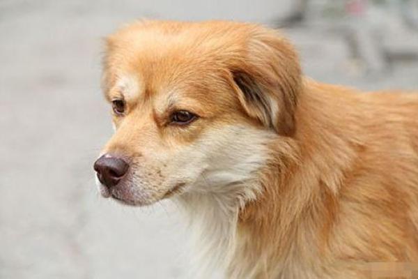 1982年在2025年属狗人的全年运势 1982年属狗2024年运势及运程大家找