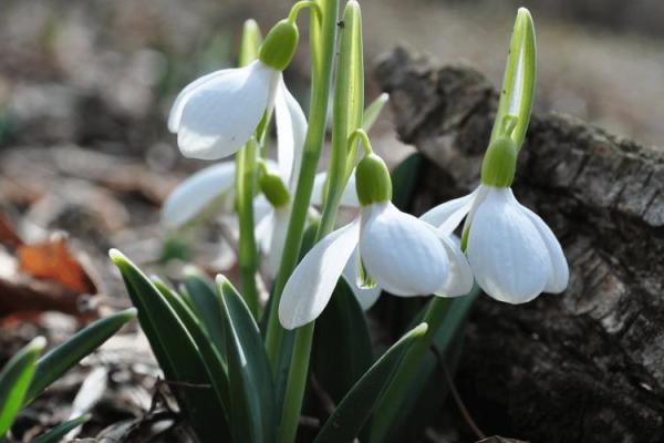 落地生根是什么生肖打一肖(落地生根打一动物生肖)