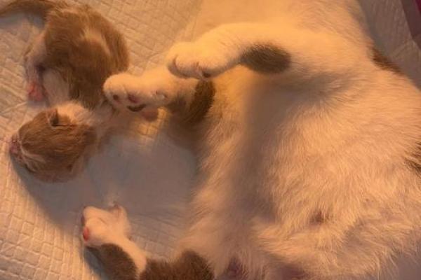 梦见猫生小猫 梦见猫生小猫