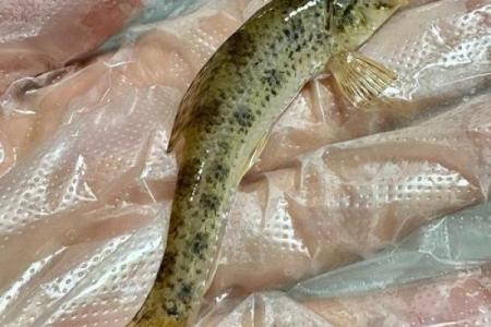 男人梦见抓到好多鱼