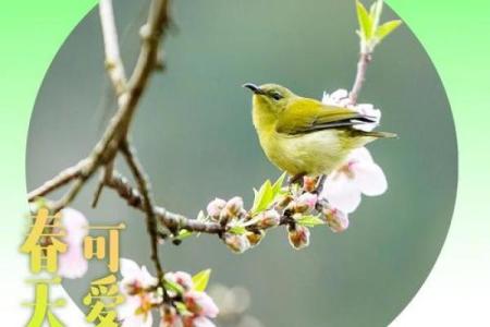 鸟语花香最准确的生肖(鸟语花香是什么生肖)