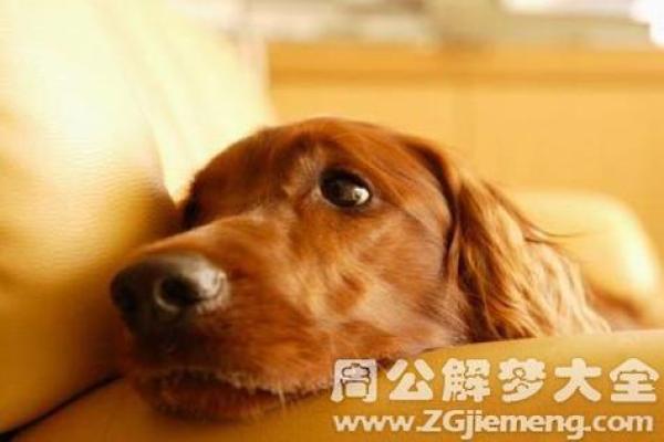 梦见狗财运好不好 梦见狗财运好不好