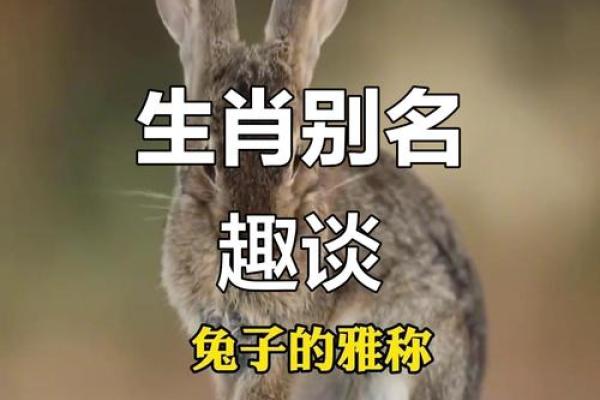 “七七八八”是什么生肖动物,姜元陈的资料答案解释释义落实 “七七八八”是什么生肖动物,姜元陈的资料答案解释释义落实