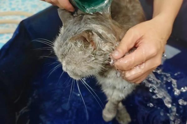 梦见给猫洗澡