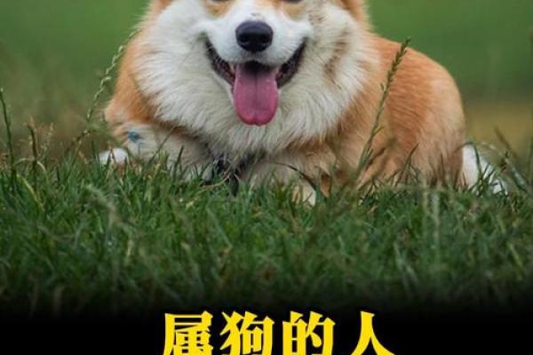 2025年狗的运势如何_2025年06年狗的运势及运程详解 2025年狗的运势如何_2025年06年狗的运势及运程详解