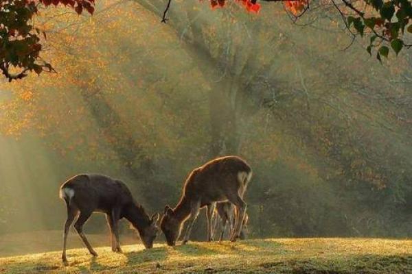 “林深见鹿”打一正确的生肖,林深见鹿是什么生肖答案解释释义落实 “林深见鹿”打一正确的生肖,林深见鹿是什么生肖答案解释释义落实