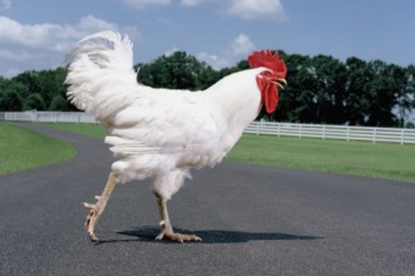 “临危不惧”打一最佳准确生肖，临危不惧是什么生肖答案解释释义落实