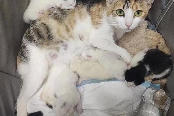 梦见小猫生了好多猫仔