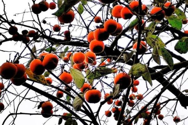 “秋色宜人”打一生肖是什么，秋色宜人是什么生肖答案解释释义落实