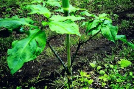 万紫千红艳阳天指什么生肖