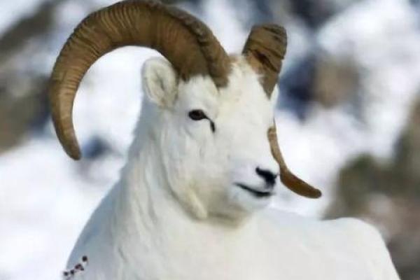 “文质彬彬”打一个生肖动物，文质彬彬是什么生肖答案解释释义落实