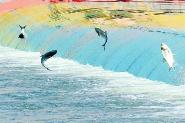 梦到鱼在水里游是什么意思