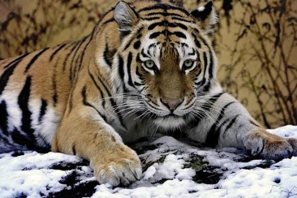 “文质彬彬”打一个生肖动物，文质彬彬打一个动物答案解释释义落实