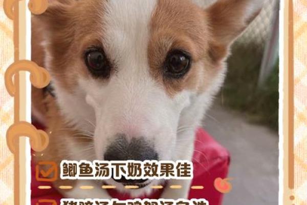 梦见狗下崽是什么意思 梦见狗下崽是什么意思