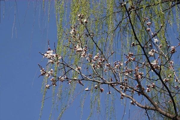 “阳春三月好景色”打一最佳准确生肖,阳春三月好景色代表什么生肖答案解释释义落实 “阳春三月好景色”打一最佳准确生肖,阳春三月好景色代表什么生肖答案解释释义落实