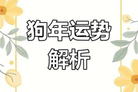 2025属狗的幸运数字 最旺属狗的5个数字