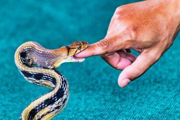 梦见蛇缠身好不好