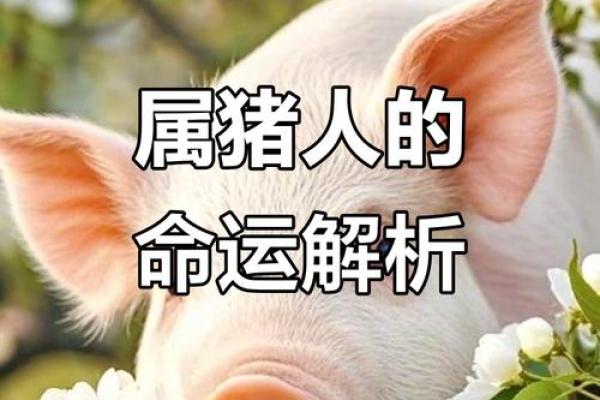 属猪人今日运势解析好运连连还是挑战重重