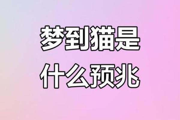 做梦梦到好多猫