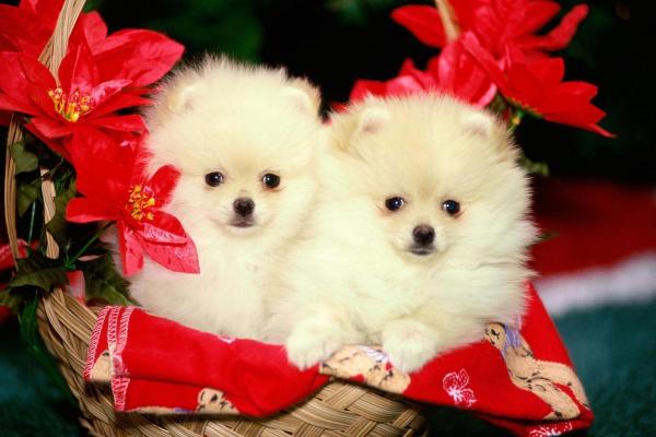 女人梦见好多小狗崽什么预兆