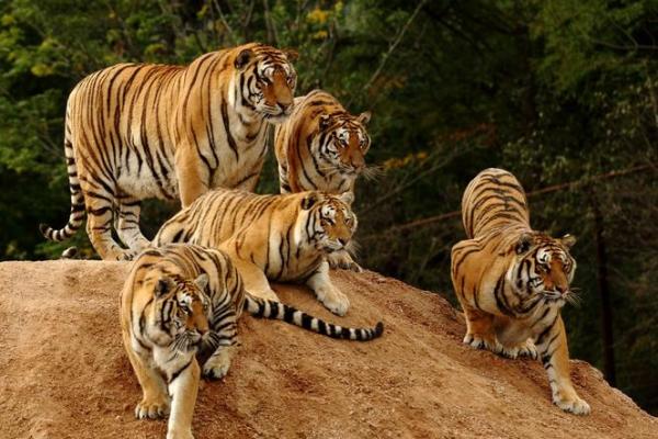 兵败如山倒是什么生肖(兵败如山倒的出处)