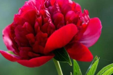 修炼成精打一生肖