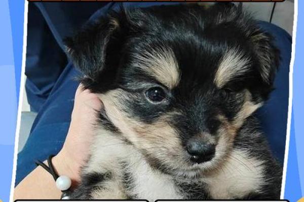 上午11点出生的属狗男孩怎么取名,用什么字好姓名 上午11点出生的属狗男孩怎么取名,用什么字好姓名