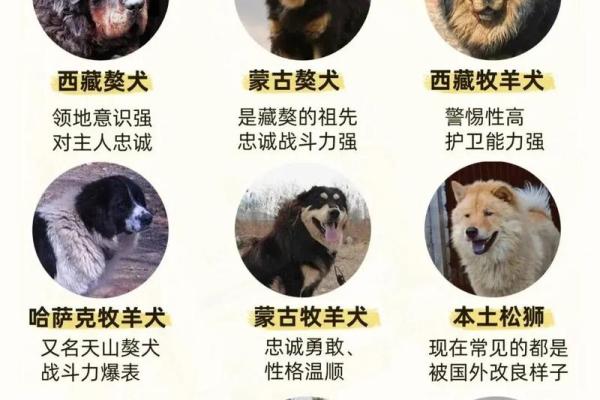 下午五点出生的属狗男孩取什么名，适合什么字姓名